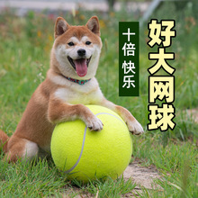 狗狗玩具球十倍快乐球超大网球24cm柴犬柯基法斗逗狗解闷宠物用品
