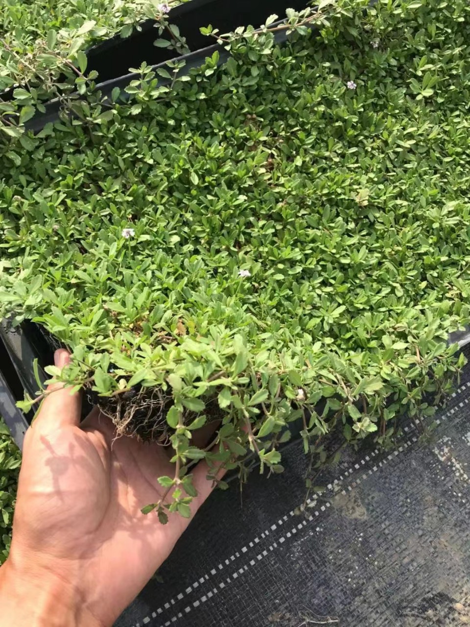 姬岩垂草 开花草坪 屋顶绿化 广东佛山基地 自产自销 抗性好