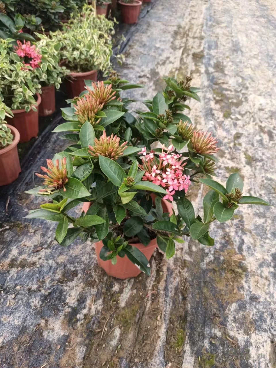 龙船花盆栽室外庭院花园室内阳台四季开花植物绣球花卉绿植苗好养