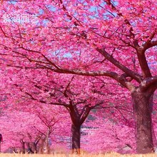 日本樱花树苗小苗南北方庭院地栽盆栽花树园林植物风景树