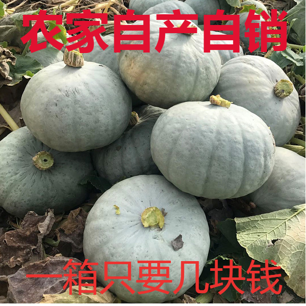 新疆贵族板栗南瓜银白色干面甜糯老翻瓜沙漠5/10斤小宝宝辅食包邮
