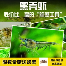 小鱼小虾活物黑壳虾除藻淡水活体宠物虾工具鱼缸小草缸造景观赏虾