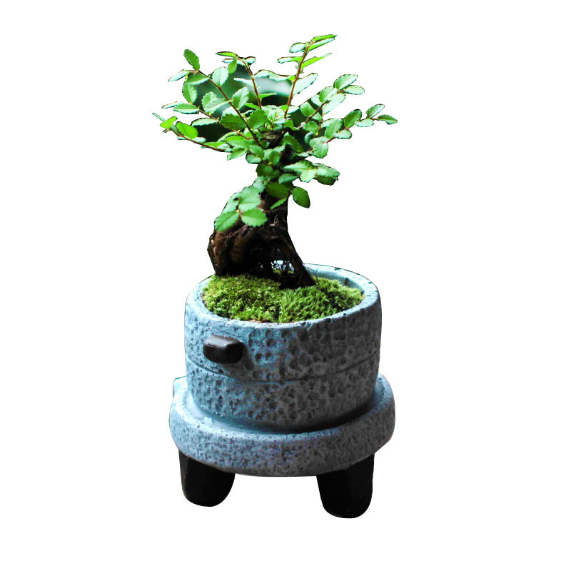树桩绿植批发雀舌黄杨小叶赤楠盆栽 微景榆树观造型盆景瓜子黄杨盆栽