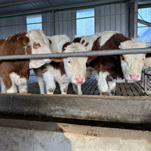利木赞纯种小牛犊价格 正规养殖场养殖提供养牛技术资料