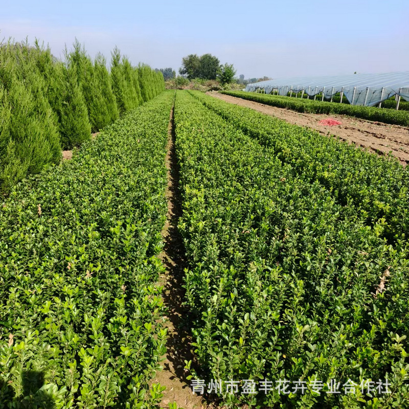 卫矛绿篱树苗2米1米绿化苗木花卉灌木40高60高植物基地园林卫矛球