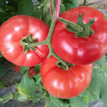 西红柿新鲜自然熟甘肃沙漠沙瓤农家番茄水果普罗旺斯生吃现摘批发