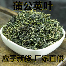 应季新货 蒲公英茶叶 花草茶500克/1斤散装 厂家直供 食用休闲茶