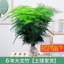 文竹大盆栽室内花卉植物客厅大型盆景办公室桌面四季常青绿植代发