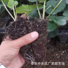 现挖现卖穴盘四季草莓苗 南北方种植当年结果 章姬妙香草莓种苗