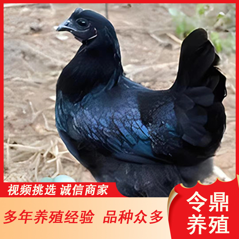 大量批发五黑鸡苗 芦花鸡种鸡 出售观赏婆罗门鸡 山鸡五黑鸡幼苗