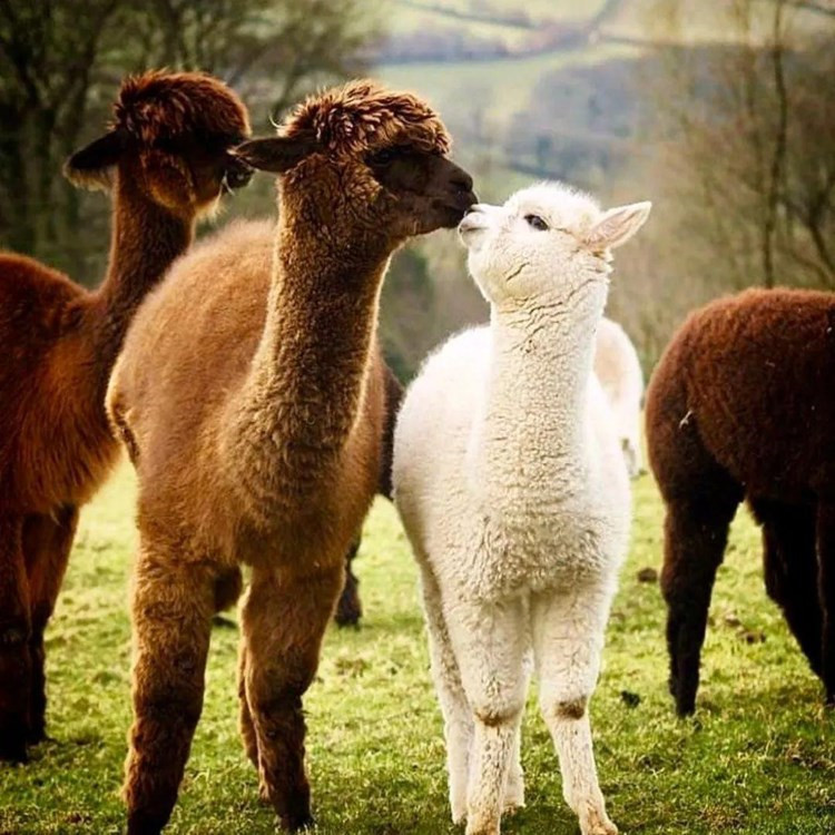 萌宠展活体羊驼租赁展览 出售土拨鼠活体羊驼活体 矮马 狐獴 旱獭