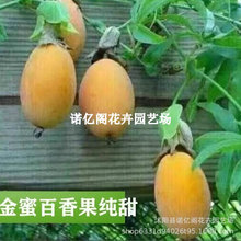 新品种金蜜百香果苗当年结果纯甜不酸特大果南北方耐寒百香果树苗