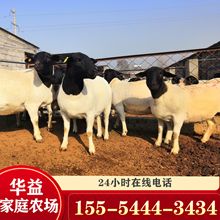 改良杂交杜泊羊一只 批发杜泊羊羊苗 种公羊100斤以上