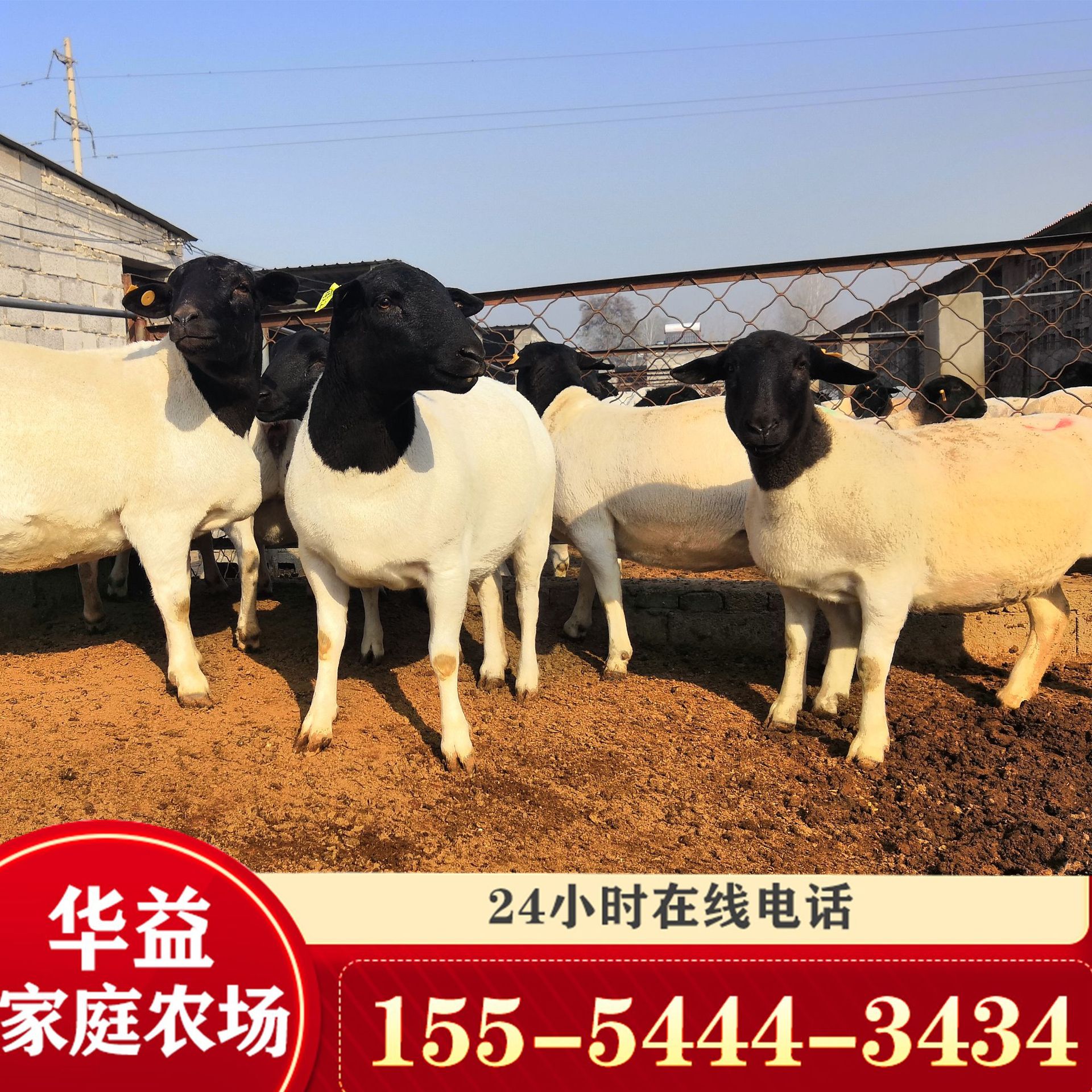 改良杂交杜泊羊多少钱一只 批发杜泊羊羊苗 种公羊100斤以上