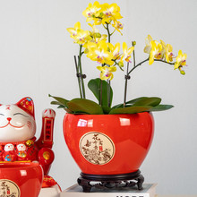 喜庆年宵花红色陶瓷花盆家用简约客厅桌面蝴蝶兰绿萝盆栽陶盆