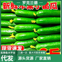 山东水果黄瓜新鲜生吃当季整箱6斤小青瓜应季蔬菜即食