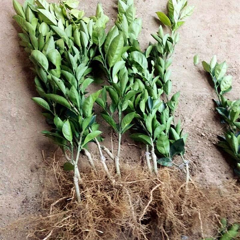 纽荷尔脐橙苗嫁接脐橙树苗橙子树苗脐橙苗桔子柚子果树苗
