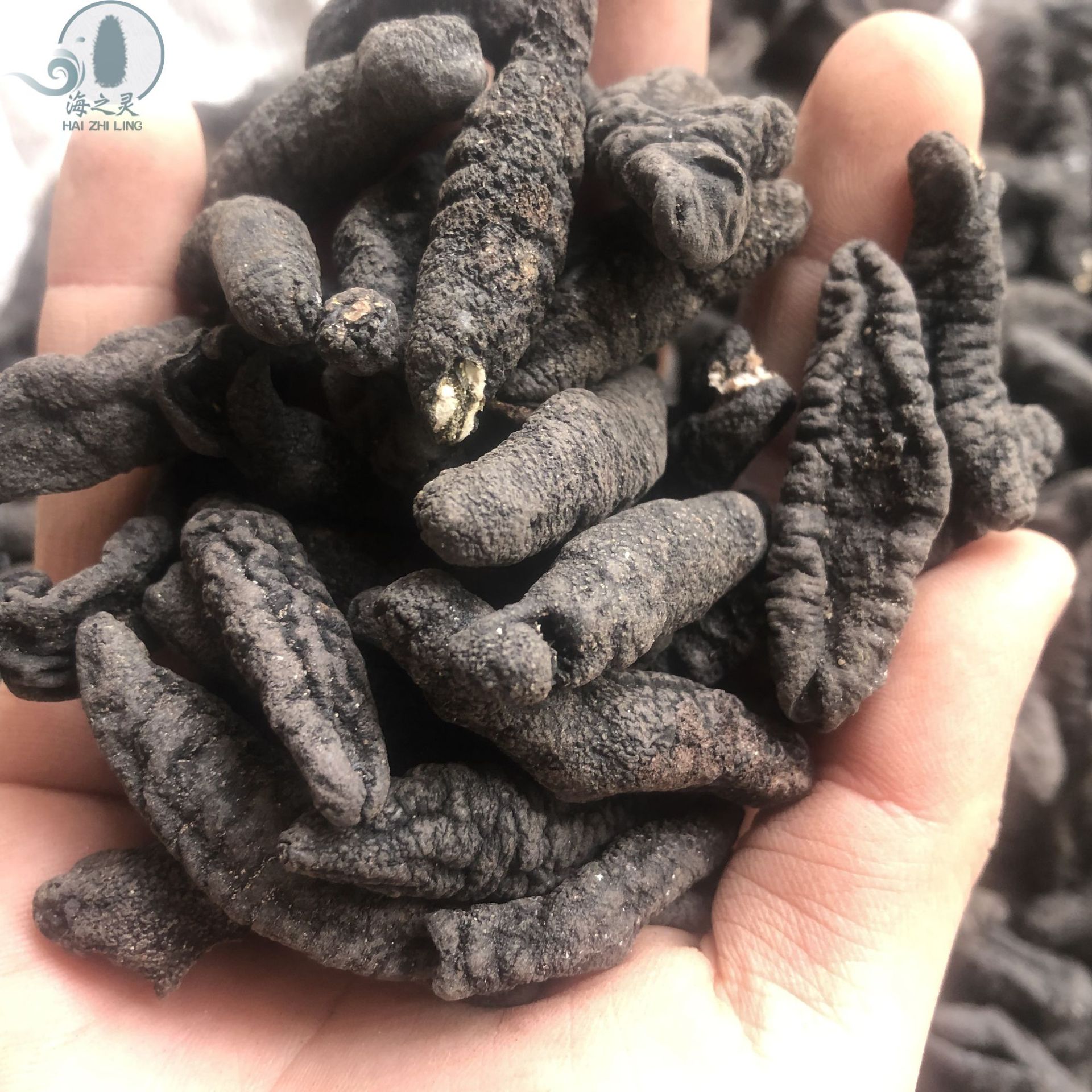 批发淡干小乌参小乌虫参黑参海参干货批发 全国发货一手货源150头