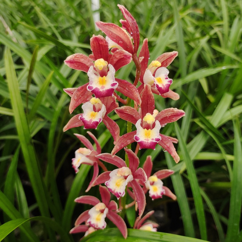 兰花 兰花苗惠兰 红钻石 浓香 兰草室内客厅阳台花卉植物四季盆栽