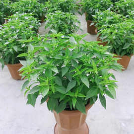 食用九层塔苗金不换盆栽 罗勒兰香子苗南北方种植 三杯鸡调料香叶