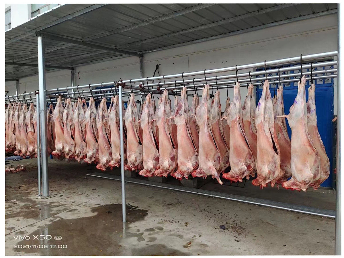 【清真】新鲜羊肉批发羊羔肉山羊绵羊整羊整只烤全羊整体现宰生食