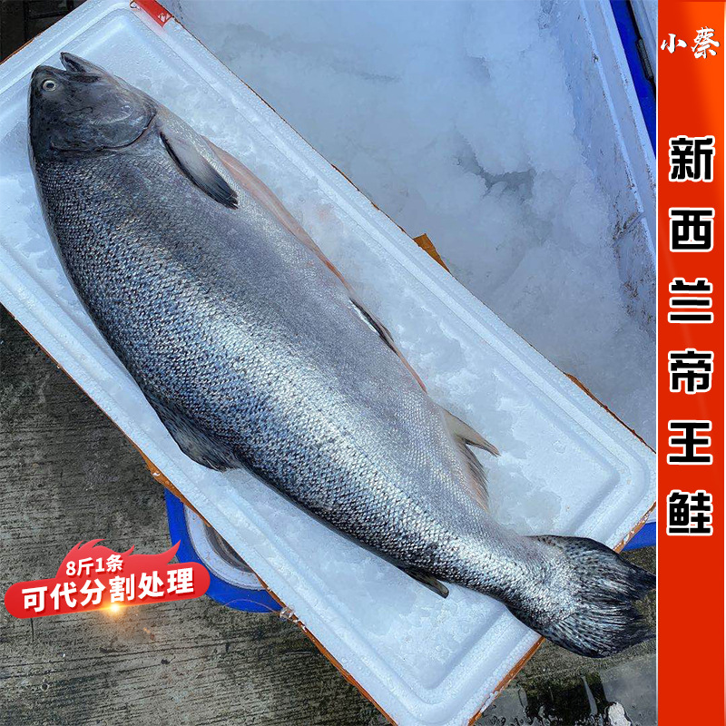 0成交0件供应新西兰帝王鲑,挪威峡湾帝王鳟,深海野生三文鱼,挪威海