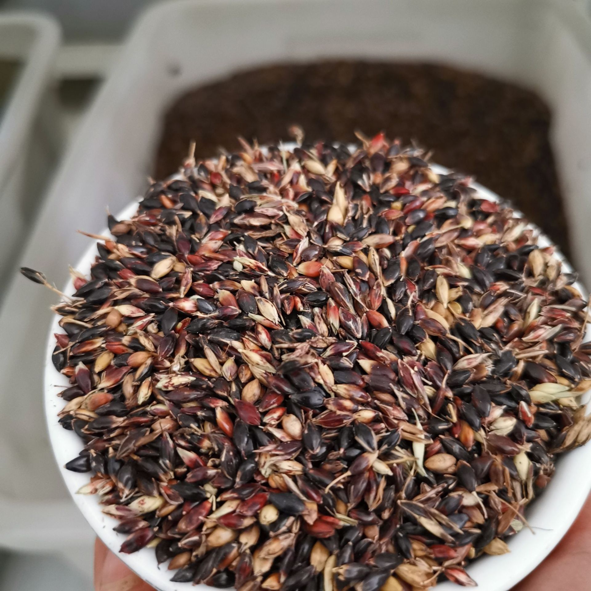 公司出售优质牧草种子 护坡种子 苏丹草种子 保质保量 到付