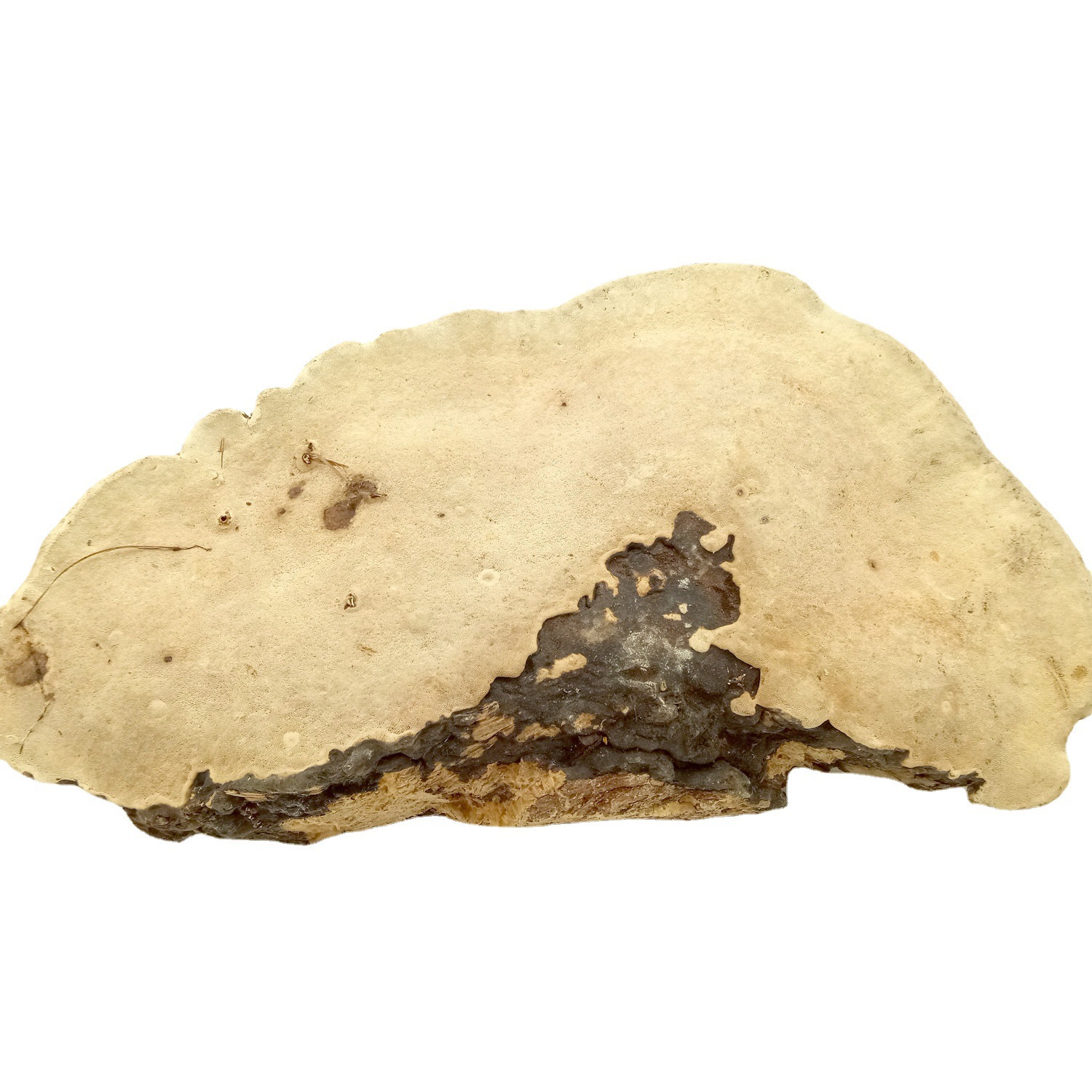 长白山野外生长红缘树舌灵芝 红缘层孔菌 老树灵芝平盖木蹄非种植