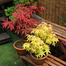 耐寒带红叶子发货红舞姬红枫盆景日本黄金枫盆栽小