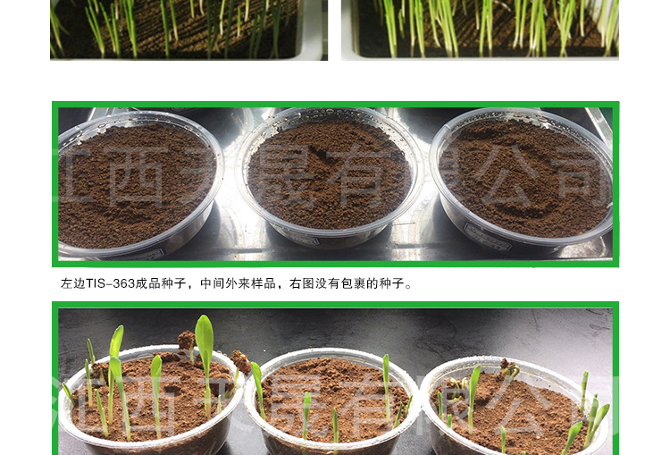 厂家直供种子包衣成膜剂剂附着力好包裹性好发芽率高色泽光亮艳丽