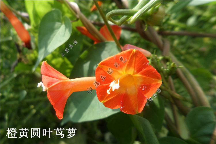 爬藤五角星花种子 鸟罗种子 羽叶茑萝 圆叶茑萝 鱼花茑萝爬藤植物