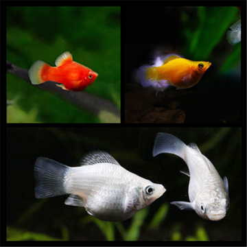 金皮球玛丽球鱼观赏鱼小型胎生鱼热带鱼孔雀鱼米奇鱼黑尾月光红剑