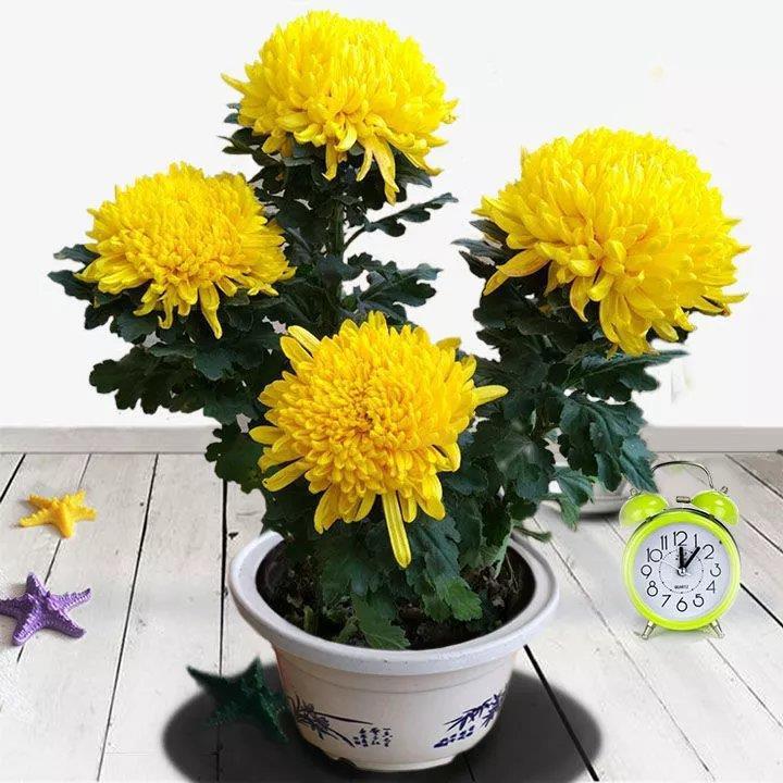 【带花苞发货】菊花盆栽大花九月秋菊乒乓菊千头菊室内阳台送肥料