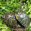 Little Turtle lovers living thing Brazil Hatchlings Living creatures green Color turtle a pair Red-eared turtles Pets Turtle Watch On behalf of