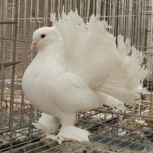 凤尾鸽子多少钱一对