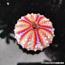 海胆壳勋章海胆新帕灯火胆蛇尾胆装饰海胆灯制作多肉容器