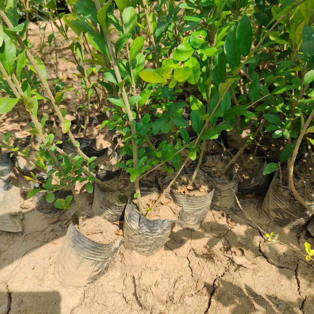 江苏水蜡小苗基地直销  金叶水蜡  规格齐全 地苗杯苗 毛球俱全