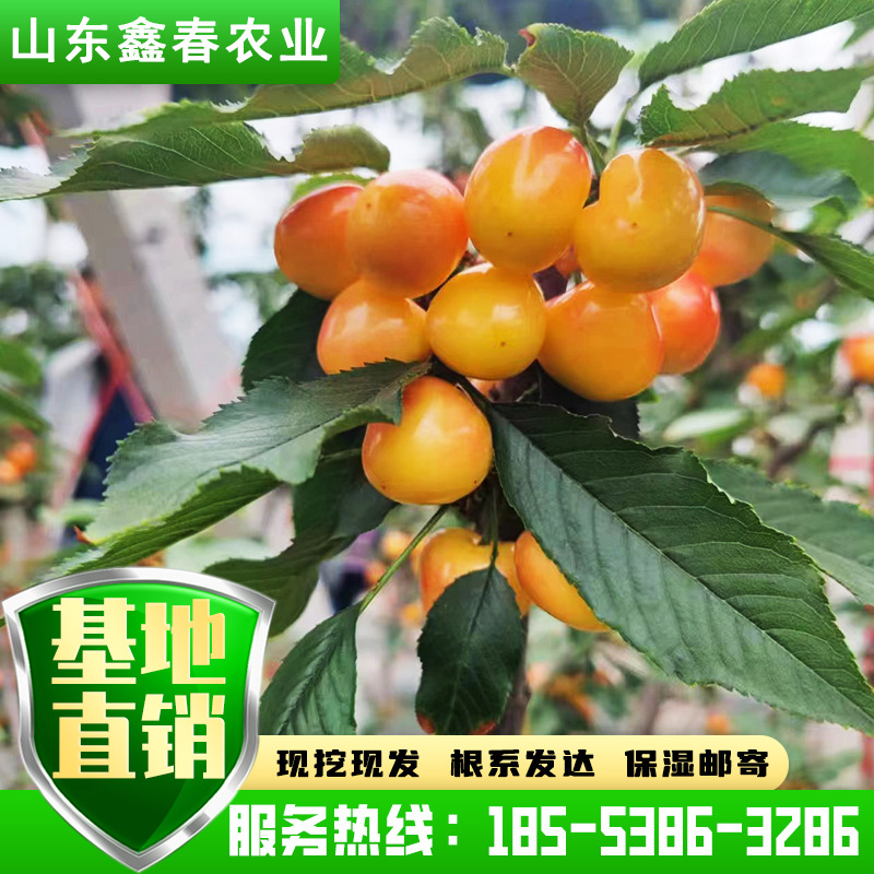 吉塞拉樱桃苗 3公分5公分车厘子苗产地直供果实甜营养高樱桃苗