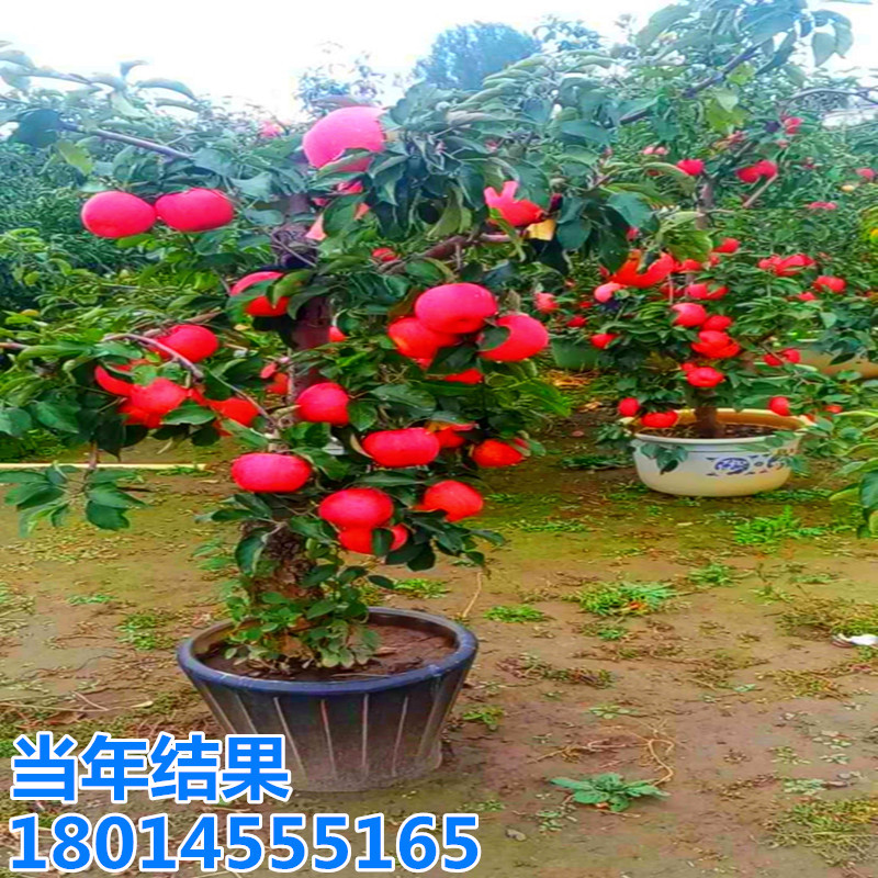 批发鸡心果小苗盆栽树苗矮化苹果苗庭院种植四季当年结果黑钻晚熟