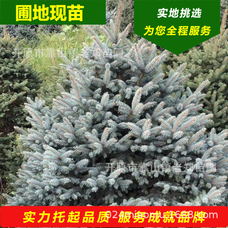 蓝杉树苗松科蓝杉欧美彩叶景观树美国蓝杉耐寒别墅种植常绿树云杉
