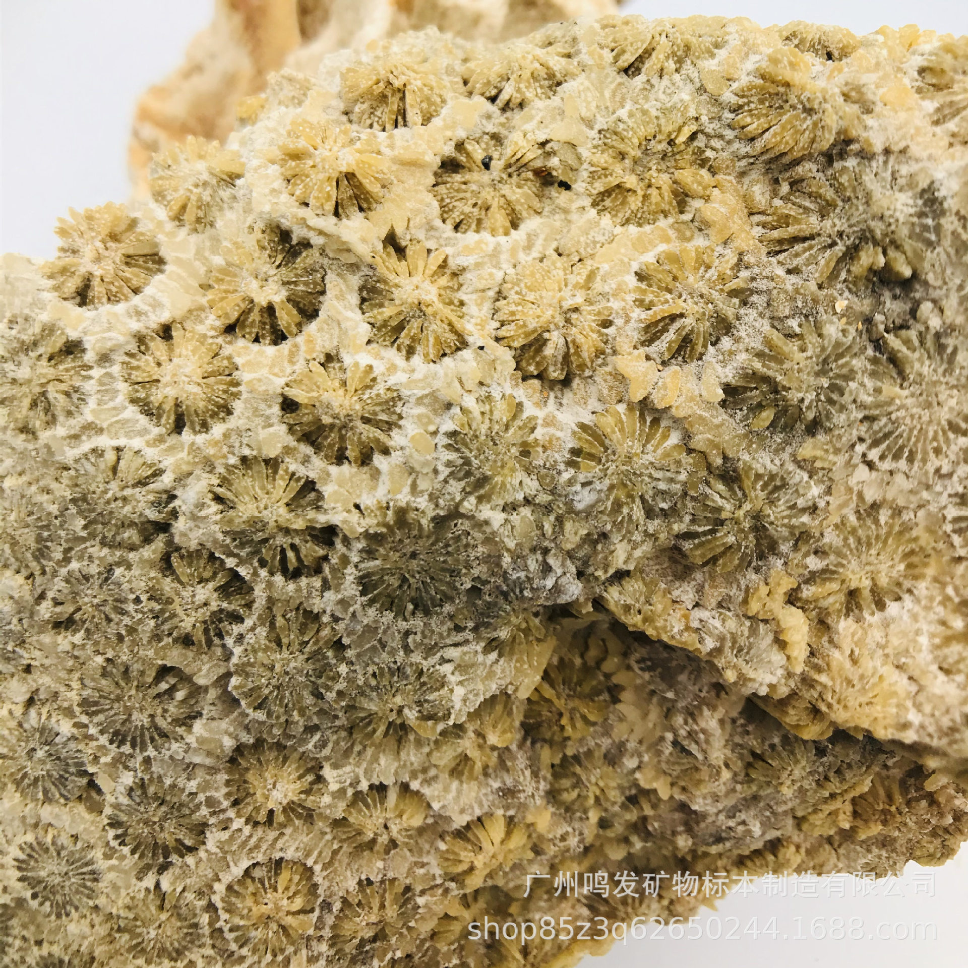 天然珊瑚玉原石原料 菊花玉 有机宝石 发财玉 收藏观赏摆件