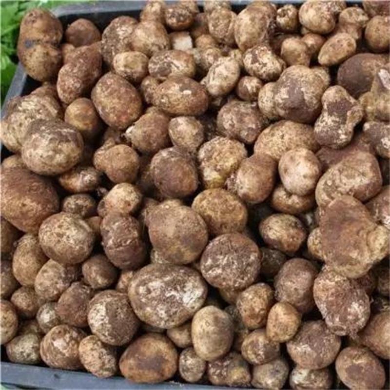 云南新鲜马皮泡新鲜马勃菌马粪包马屁包鸡枞孕妇儿童山珍菌菇