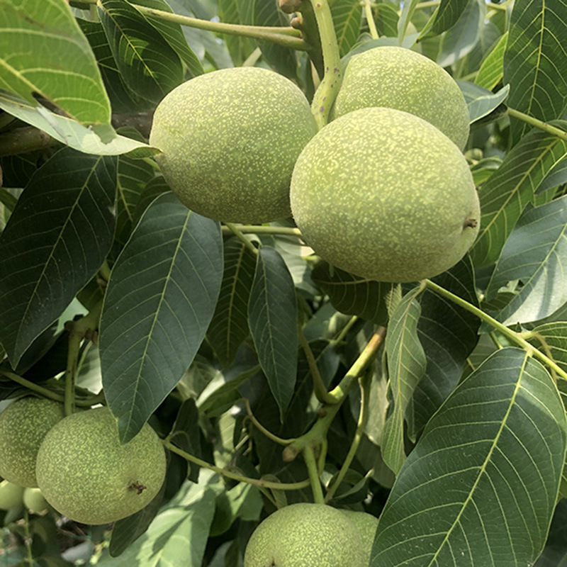 批发8518核桃树 元丰核桃苗薄皮核桃苗基地 香玲核桃苗现挖现卖