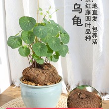 堇年造景多肉植物山乌龟盆栽室内圆叶绿植水培桌面盆景庭院爬藤