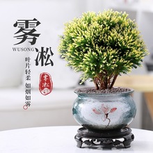 雾松盆栽黄金雾凇盆景四季常青植物客厅办公室内桌面花卉绿植好养