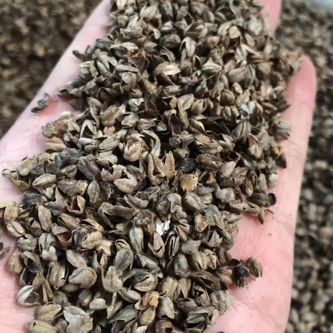 苦荞麦壳地摊夜市展销会 坐垫枕头填充物原材料 厂家直销荞麦壳