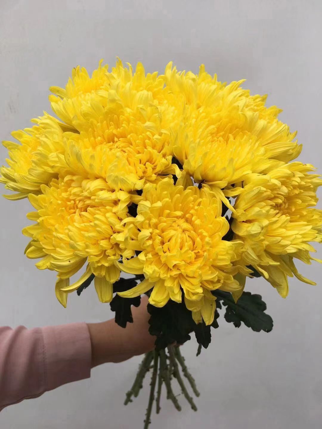 云南昆明鲜花直发清明节扫墓祭祀黄色白色菊花黄白菊真花鲜花批发