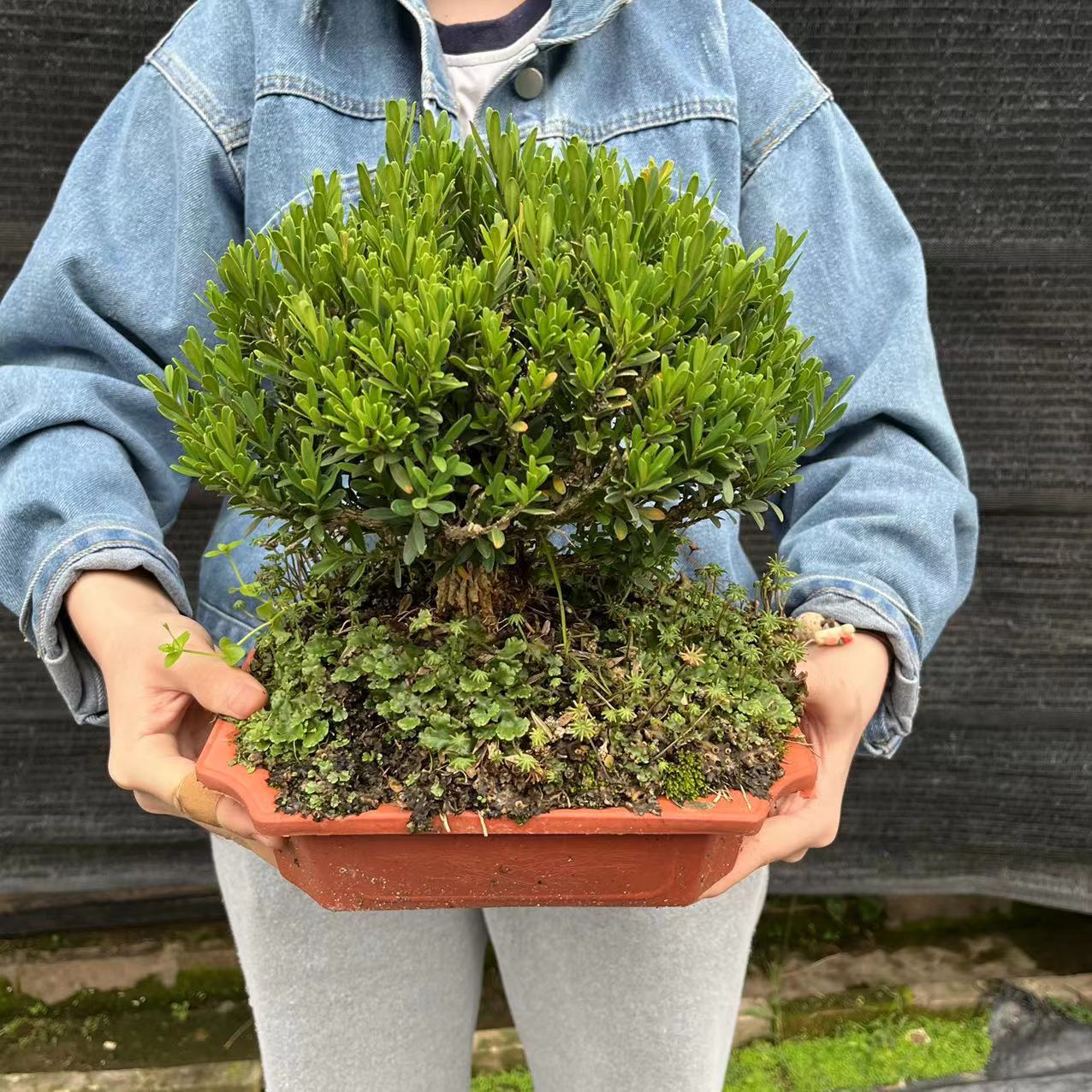 【基地直批】25公分黄杨 室外赤楠苗木造型植物盆景 阳台观赏盆栽