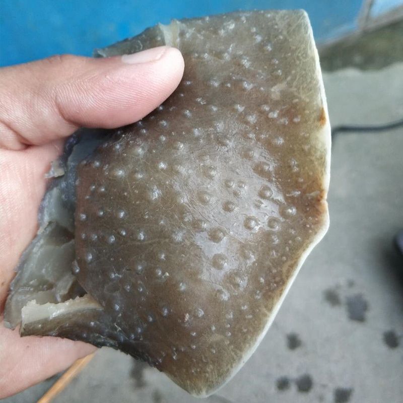 水乡特产现现取酒店用鲜货甲鱼裙边底板肉王八团鱼鳖裙边肉-阿里巴巴