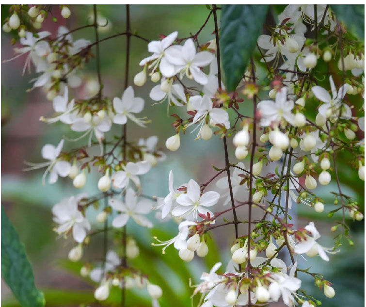泰国垂丝茉莉进口花苗四季开花白玉蝴蝶稀有绿植花卉盆栽室内好养